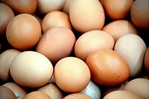 Sonali Breed Hatching Egg, Packaging Type : Box