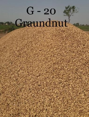 Organic G20 Shelled Peanuts, For Making Flour, Making Oil, Making Snacks, Certification : FSSAI