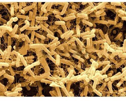 Bacillus Licheniformis, Form : Powder, Granules, Pellets