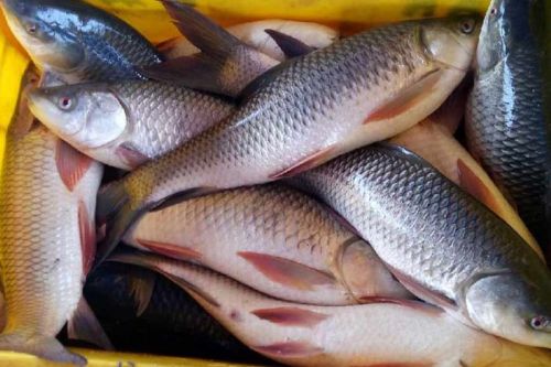 Rohu Fish, Packaging Type : Plastic Packets