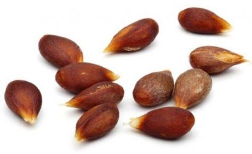 Apple Seed Carrier Oil, Certification : USFDA, ISO, GMP, HACCP, WHO