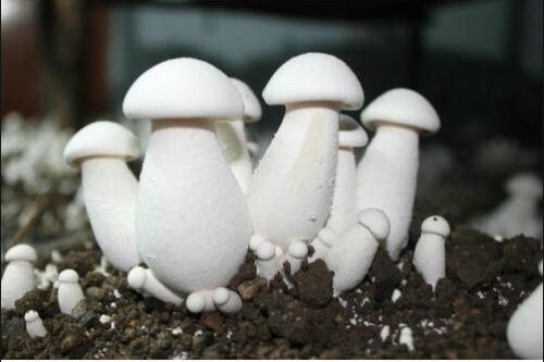 Natural Milky Mushroom Spawn, Packaging Type : Vaccum Pack