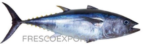 Fresh Fin Tuna Fish, For Human Consumption, Feature : Good Protein