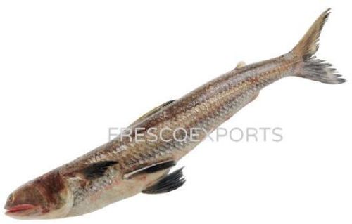 Fresh Lizard Fish, Packaging Type : Thermocole Box