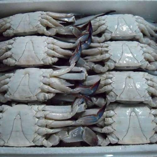 Frozen Crabs, For Food, Feature : Good In Protein