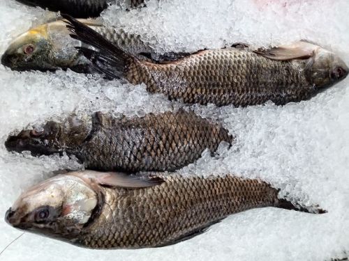 Frozen Rohu Fish, For Cooking, Certification : FSSAI Certified