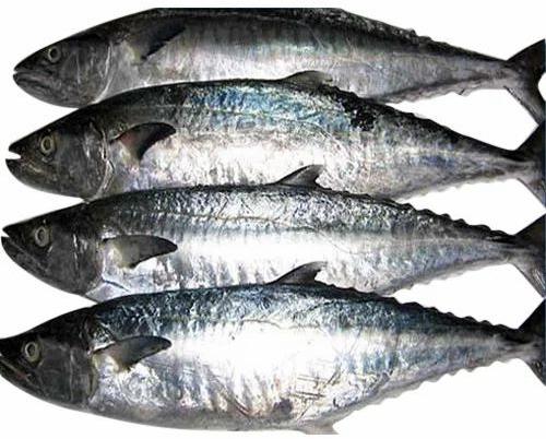 Frozen Surmai Fish, For Cooking, Packaging Type : Plastic Crates