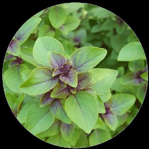 Organic Ocimum Sanctum Basil Oil, For Body Care, Skin Care, Feature : Antioxidant