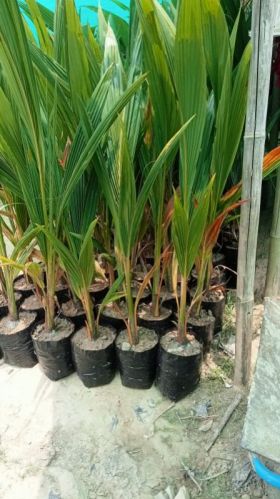 Natural Coconut Plant, Color : Green