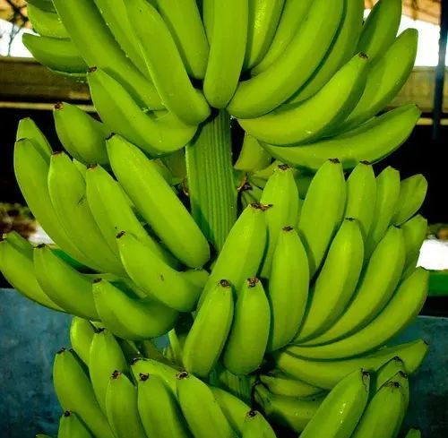 Organic Fresh Green Banana, For Human Consumption, Packaging Type : Carton/ Crate