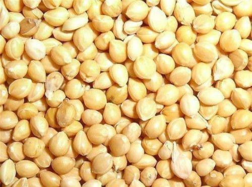 Yellow Organic Proso Millet Seeds, For Cooking, Cattle Feed, Style : Dried