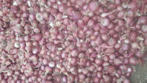 Onions, For Human Consumption, Cooking, Home, Hotels, Certification : FSSAI Certified