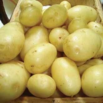 Common Fresh Kufri Himsona Potato, For Cooking, Feature : Nutritious, Non Harmful