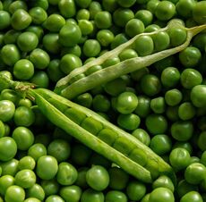 Fresh Green Peas, Packaging Type : Jute Bag