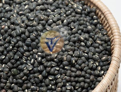 Organic Black Urad Dal, For Cooking, Specialities : Good Quality