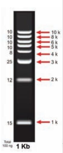 Plastic 1 Kb DNA Ladder, For Clinical, Hospital, Color : Black