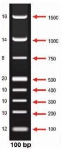 Plastic 100 BP DNA Ladder, For Clinical, Hospital, Color : Black