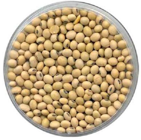 Soybean Seeds, Packaging Type : PP Bag