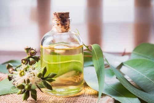 Eucalyptus Essential Oil, For Aromatherapy, Medicine Use, Personal Care, Feature : Firming, Lustrous Hair