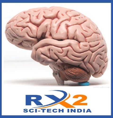 Plastic Brain Model, Color : Red, Packaging Type : Corrugated Box