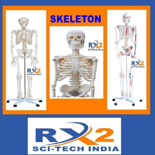 Polished Bone Inlaid Human Skeleton Model, For Educational Use, Color : White