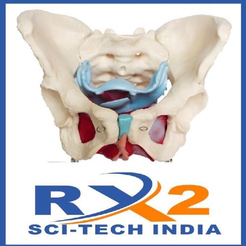 Pelvis Female Muscles & Organs XC - 125