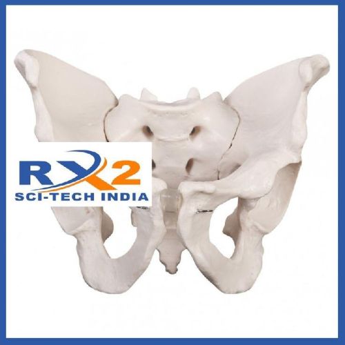 High Quality Pelvis Model, For Medical Students, Feature : Well Finished