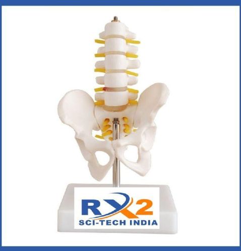 Pelvis With 5pcs Lumbar Vertebarae, For School, Science Laboratory, Medical College, Feature : Attractive