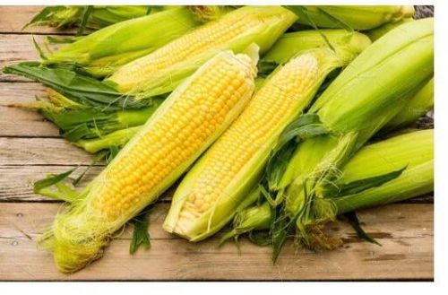 Organic Yellow Corn, For Food, Packaging Type : Loose