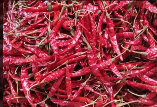 Dry Red Chilli, Packaging Type : Loose