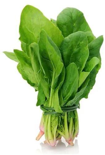 Natural Fresh Spinach, For Human Consumption, Packaging Size : 10kg, 20kg