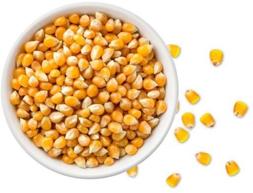 Maize, Cultivation Type : Natural