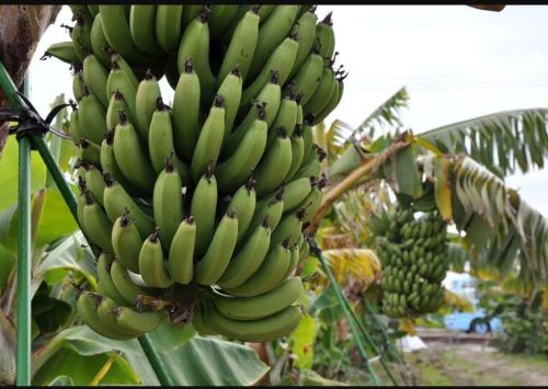 Common Raw Banana, Shelf Life : 1week