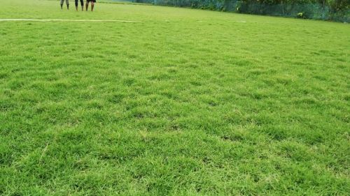 Brother Nursery Maxican Carpet Grass For Lawn, Landscape, Park, Marriage Hall, Rooftop