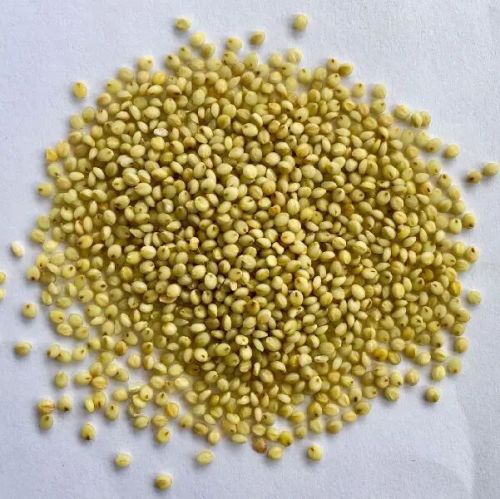 Natural Browntop Millet, For Cattle Feed, Cooking, Packaging Type : Gunny Bag, Plastic Bag