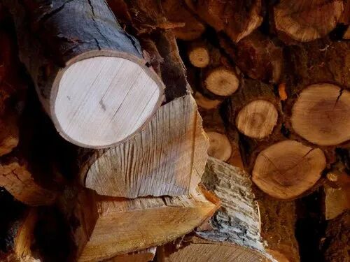 Walnut Wood Logs, Shape : Round