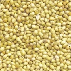Brown Organic Raw Coriander Seeds, For Cooking, Certification : FSSAI Certified