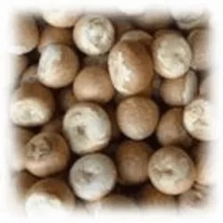 Brown Round Organic Natural Betel Nuts, For Cooking, Herbal Formulation, Taste : Light Sweet