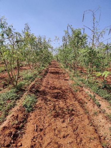 Natural Drumstick Powder, For Human Consumption, Pharmaceutical, Food Industry, Packaging Size : 10-20kg