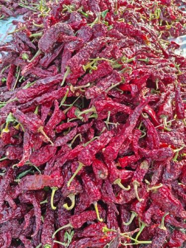 Guntur Dry Red Chilli