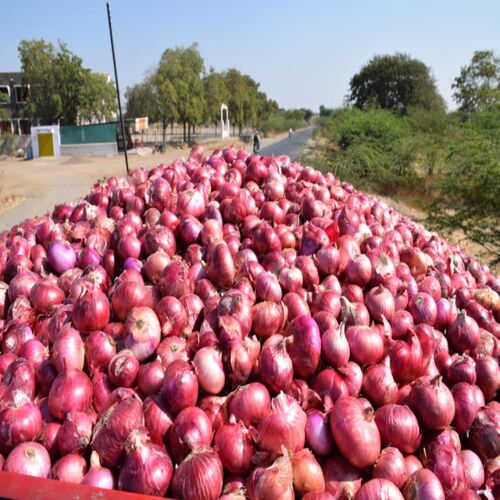 Round Natural Onion, For Human Consumption, Cooking, Home, Hotels, Onion Size Available : Medium