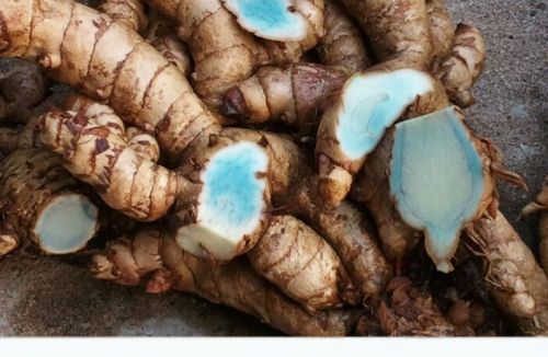 Blue Black Turmeric, Packaging Size : 25000 Quaintal