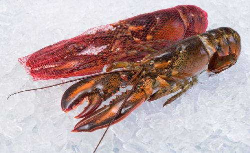 Frozen Lobster, For Human Consumption, Making Medicine, Feature : Good Protein