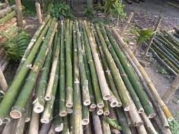 Bamboo Pole, Length : 2 Mtr To 16 Mtr