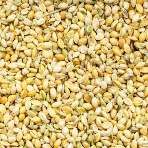 Yellow Natural Foxtail Millet Seeds, For Cooking, Cattle Feed, Packaging Type : PP Bags