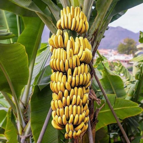 Organic Fresh Banana, Color : Yellow