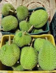 Organic Fresh Durian Fruit, For Human Consumption, Color : Green