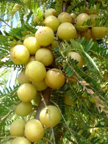 Organic Fresh Gooseberry, For Skin Products, Murabba, Medicine, Color : Green