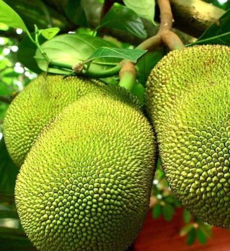 Organic Fresh Jackfruit, For Cooking, Shape : Round