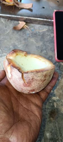 Brown Arg Copra Meal, For Oil Extraction, Certification : FSSAI Certified